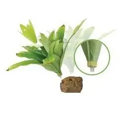 Exo Terra Dart Frog Bromelis Small - Tilbehør